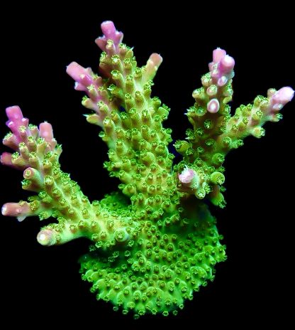 WYSIWYG M6 Rainbow Loom Acropora Extra Large Frag