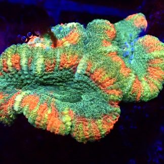 WYSIWYG Strawberry / Kiwi Acanthastrea Lord Frag