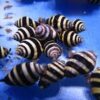 Bumble Bee Detritus Snail - 5 Pack