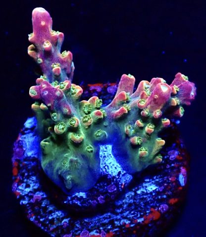 WYSIWYG  Acropora  3 Frag Pack - (1) - Image 2