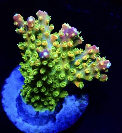 WYSIWYG  Acropora  3 Frag Pack - (1) - Image 3