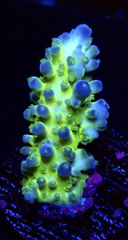 WYSIWYG  Acropora  3 Frag Pack - (1) - Image 4