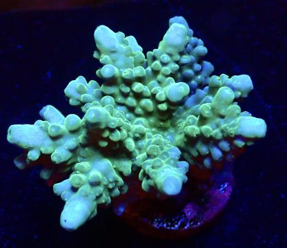 WYSIWYG 15B Acropora Nasuta Frag Large