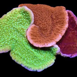 WYSIWYG L2 Multi Colour Montipora Capricornis Medley Large