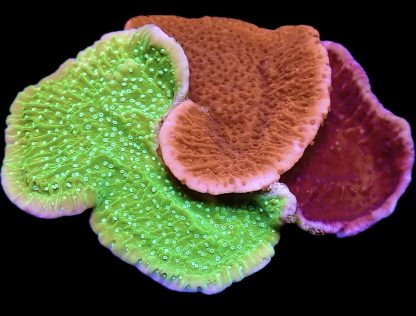 WYSIWYG L2 Multi Colour Montipora Capricornis Medley Large