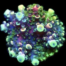 WYSIWYG 27D Pink Cadillac Acropora Large
