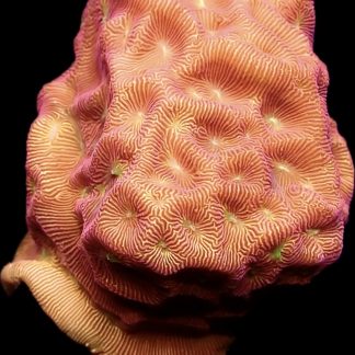 WYSIWYG (24A) 24K Gold Leptoseris Frag