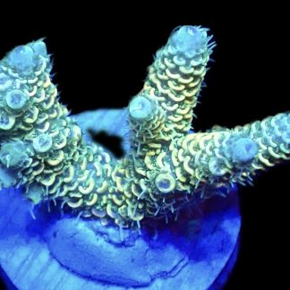 WYSIWYG 14G Acropora Millepora Frag