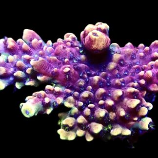 WYSIWYG 24i Pink Cadillac Acropora Extra Large
