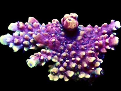 WYSIWYG 24i Pink Cadillac Acropora Extra Large