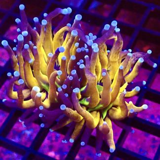 WYSIWYG T1 Tiger Torch Euphyllia Double Head