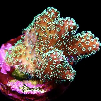 WYSIWYG 8F Rainbow Stylophora Frag