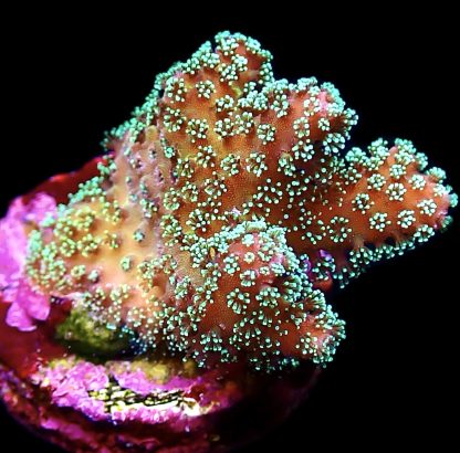 WYSIWYG 8F Rainbow Stylophora Frag