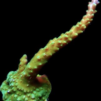 WYSIWYG 12B Acropora Frag Large