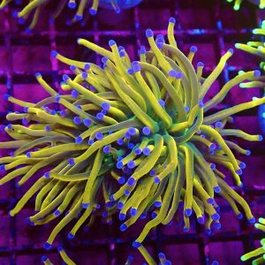 M.O.C Rainbow Grail Torch Euphyllia Single Head