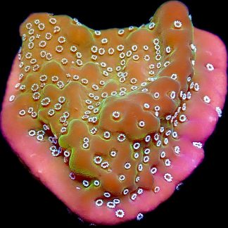 WYSIWYG 13A Montipora Undata Frag