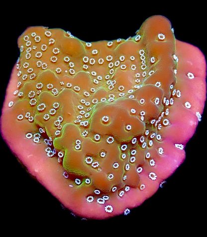 WYSIWYG 13A Montipora Undata Frag