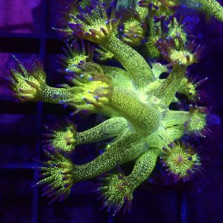 WYSIWYG A1 Glitterball Goniopora Frag 12+ Polyps