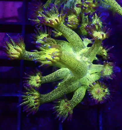 WYSIWYG A1 Glitterball Goniopora Frag 12+ Polyps