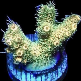 WYSIWYG 14G Acropora Millepora Frag