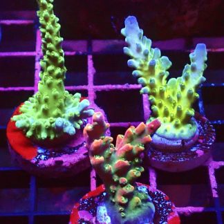 WYSIWYG  Ultra Acropora  3 Frag Pack - (1)