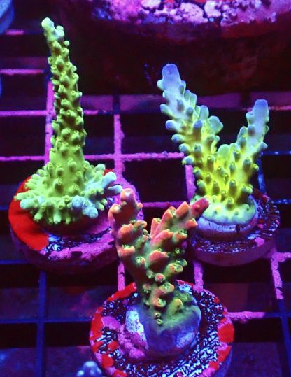 WYSIWYG  Ultra Acropora  3 Frag Pack - (1)