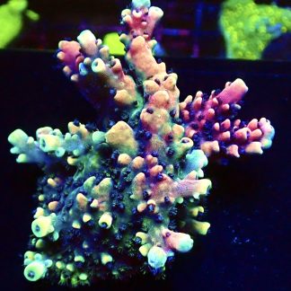 WYSIWYG 20G Pink Cadillac Acropora Extra Large