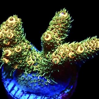 WYSIWYG 14G Acropora Millepora Frag