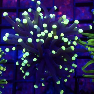 WYSIWYG T20 Glow Light Torch Euphyllia