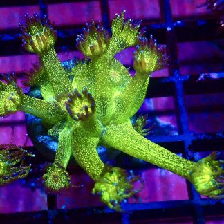 WYSIWYG A1 Glitterball Goniopora Frag 12+ Polyps