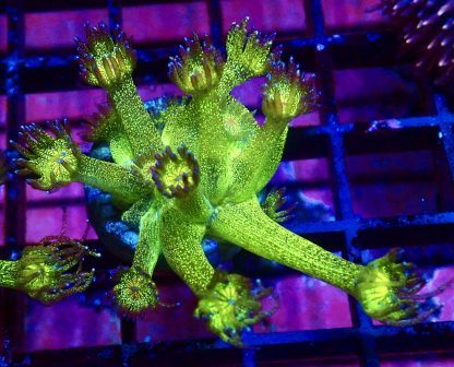 WYSIWYG A1 Glitterball Goniopora Frag 12+ Polyps