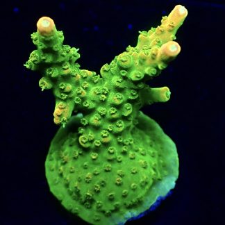 WYSIWYG 20i Rainbow Loom Acropora Large Frag