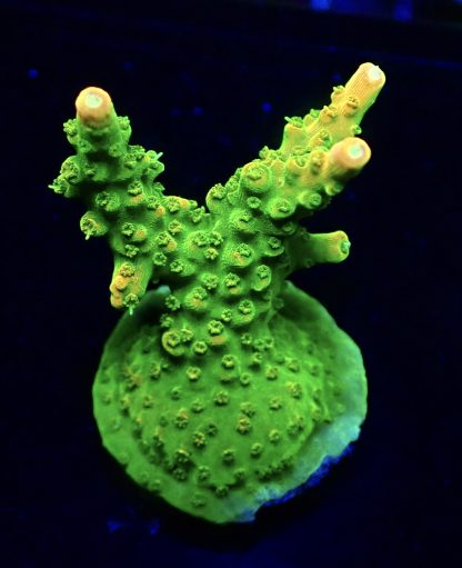 WYSIWYG 20i Rainbow Loom Acropora Large Frag