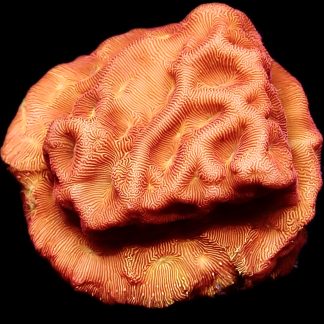 WYSIWYG (11B) 24K Gold Leptoseris Frag