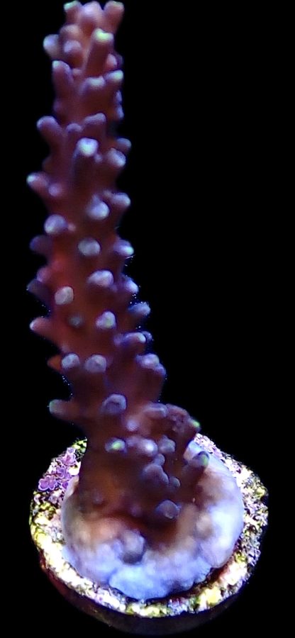 Greg C Ultimate Blue Staghorn Acropora Large