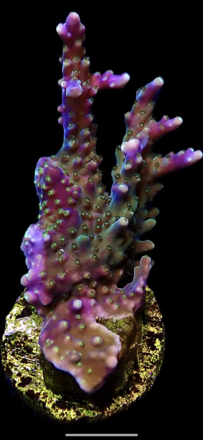 WYSIWYG 11E Tricolour Acropora Frag Extra Large