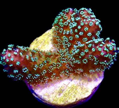 WYSIWYG 8G Rainbow Stylophora Frag