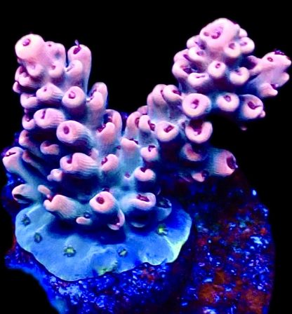 WYSIWYG 17F M.O.C. Acropora Latistella Frag