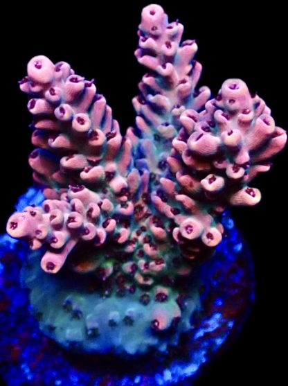 WYSIWYG 16H M.O.C. Acropora Latistella  Frag Large