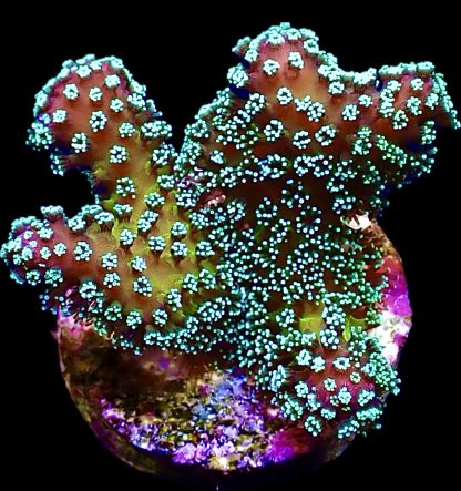 WYSIWYG 7B Rainbow Stylophora Frag