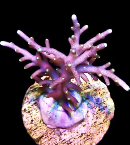 WYSIWYG 13i Purple Dragon Acropora Frag Large