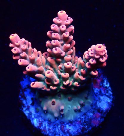 WYSIWYG 19G Acropora Latistella Frag Large