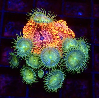 WYSIWYG 5xPolyps Utter Chaos/ 8x Polyps Grand Paly Combo Zoanthid Frag