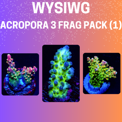 WYSIWYG  Acropora  3 Frag Pack - (1)