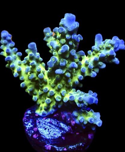 WYSIWYG 23K Violet Venom Acropora - Small Colony