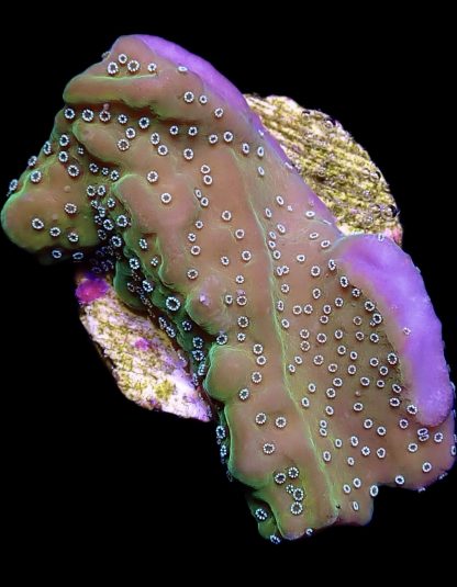 WYSIWYG 9C Montipora Undata Large Frag