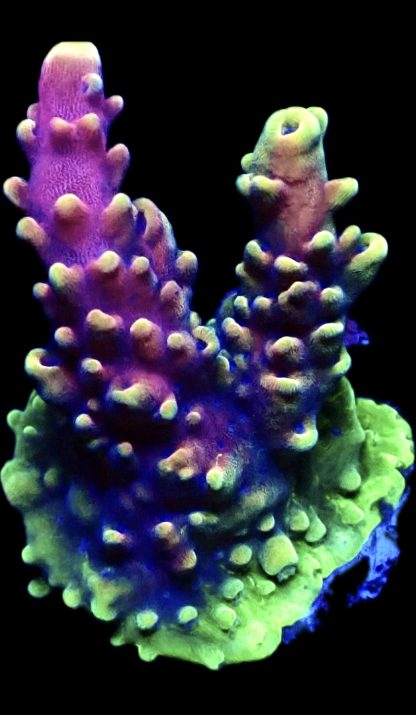 WYSIWYG 20E Pink Cadillac Acropora