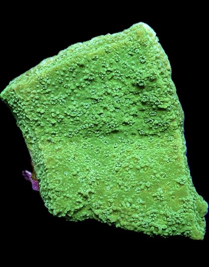 WYSIWYG 19C M.O.C. Green Goblin Montipora Frag Large