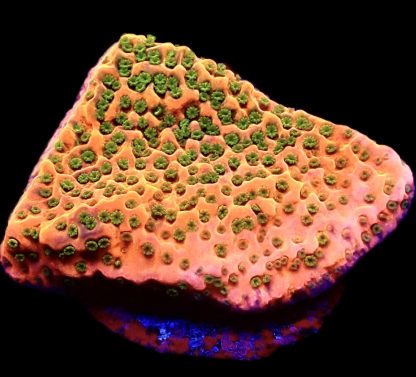 WYSIWYG 15A Tropic Thunder Montipora Frag