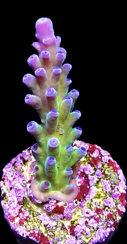 WYSIWYG 10H Miyagi Tort Acropora Frag